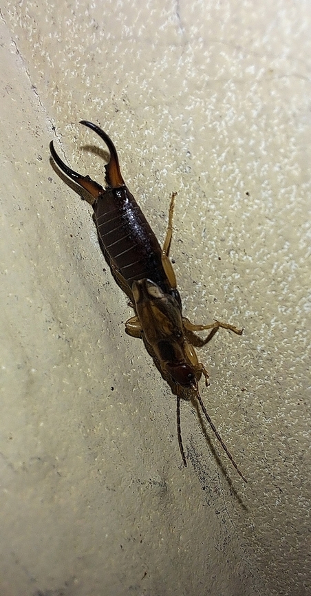 Forficula auricularia  Earwig,European earwig,Fall,Forficula auricularia,Geotagged,Male,United States