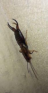 Forficula auricularia  Earwig,European earwig,Fall,Forficula auricularia,Geotagged,Male,United States