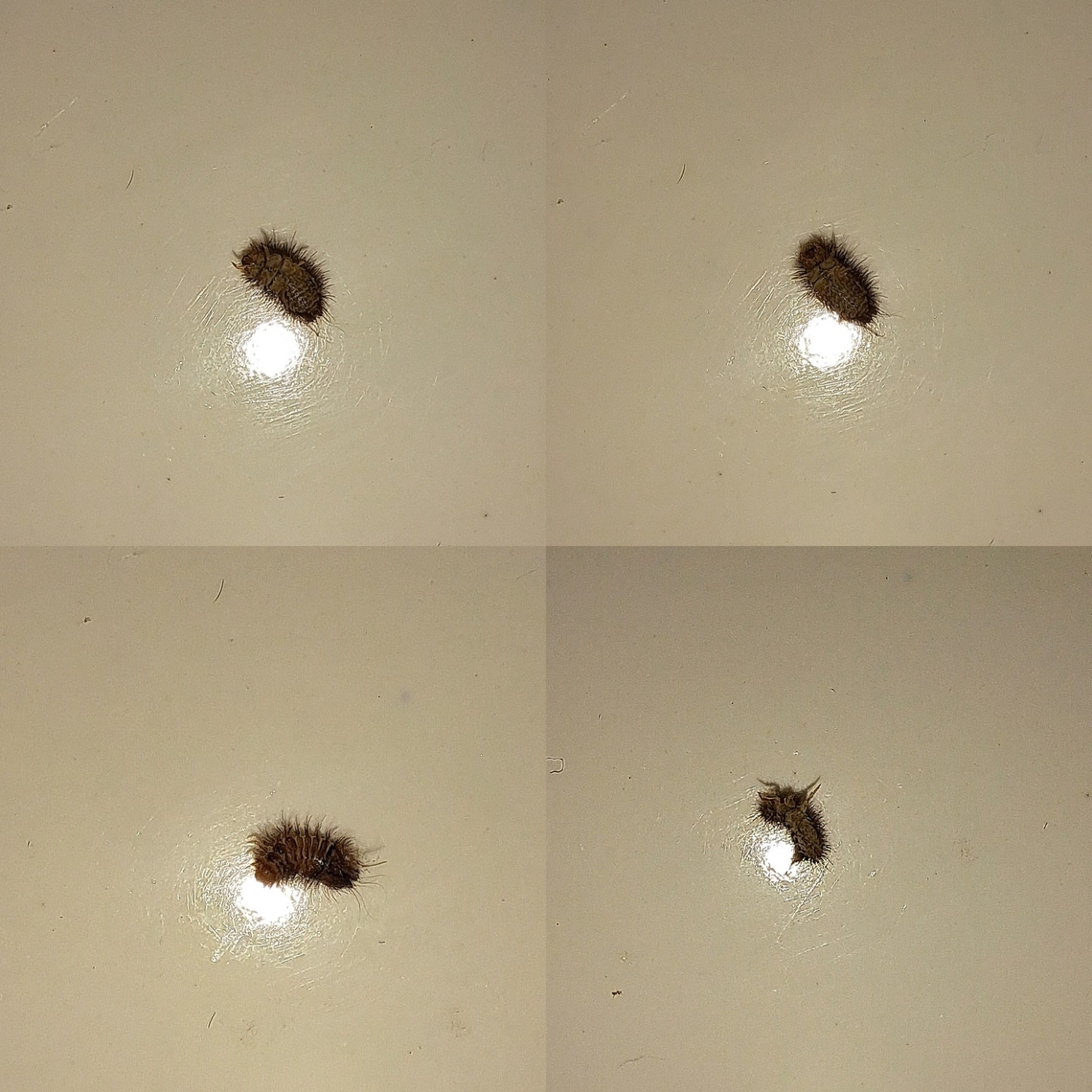 Anthrenus verbasci Fuzzy died after these pictures were taken.  Anthrenus verbasci,Geotagged,United States,Varied carpet beetle,carpet beetle larvae