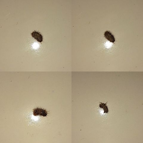 Anthrenus verbasci Fuzzy died after these pictures were taken.  Anthrenus verbasci,Geotagged,United States,Varied carpet beetle,carpet beetle larvae