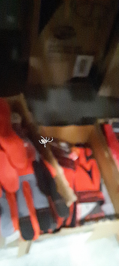 Very small spider Can't identify.  Fall,Geotagged,Spider,United States