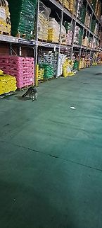 Raccoon Finally something different from bug although I have a spider to upload too. Store is closed. Have a Lowe's safe day. Common Raccoon,Fall,Geotagged,Procyon lotor,United States,raccoon