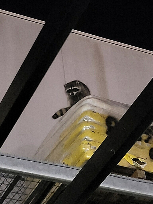 Procyon lotor My assistant manager took this one. There are garden cats at the store. It probably assumed there was catfood for it. Common Raccoon,Geotagged,Procyon lotor,United States,raccoon