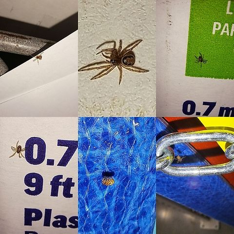 Theridiidae Tried to rack my brain researching this one. Can't find too many noble false widow spiderling pictures.  For what I have seen, they start out kind of reddish in color. This one looks more brown and yellow.  The marking look like a false widow.  The comb-footed spider pictures I've seen ball themselves up like that picture. Best pictures I got because it kept running away from me. Comb-Footed Spider,Geotagged,Theridiidae,United States,spider