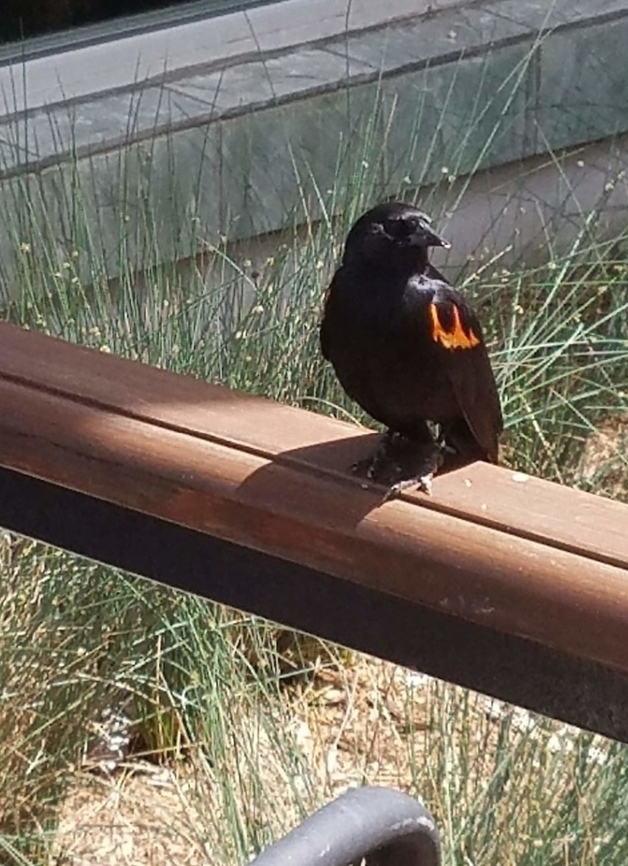 Red-winged blackbird  Agelaius phoeniceus,Fall,Geotagged,Icteridae,Red-winged Blackbird,Red-winged blackbird