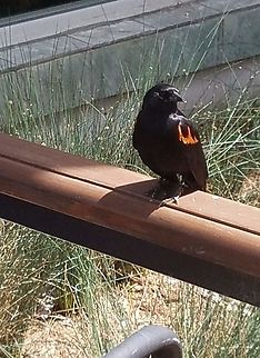 Red-winged blackbird  Agelaius phoeniceus,Fall,Geotagged,Icteridae,Red-winged Blackbird,Red-winged blackbird