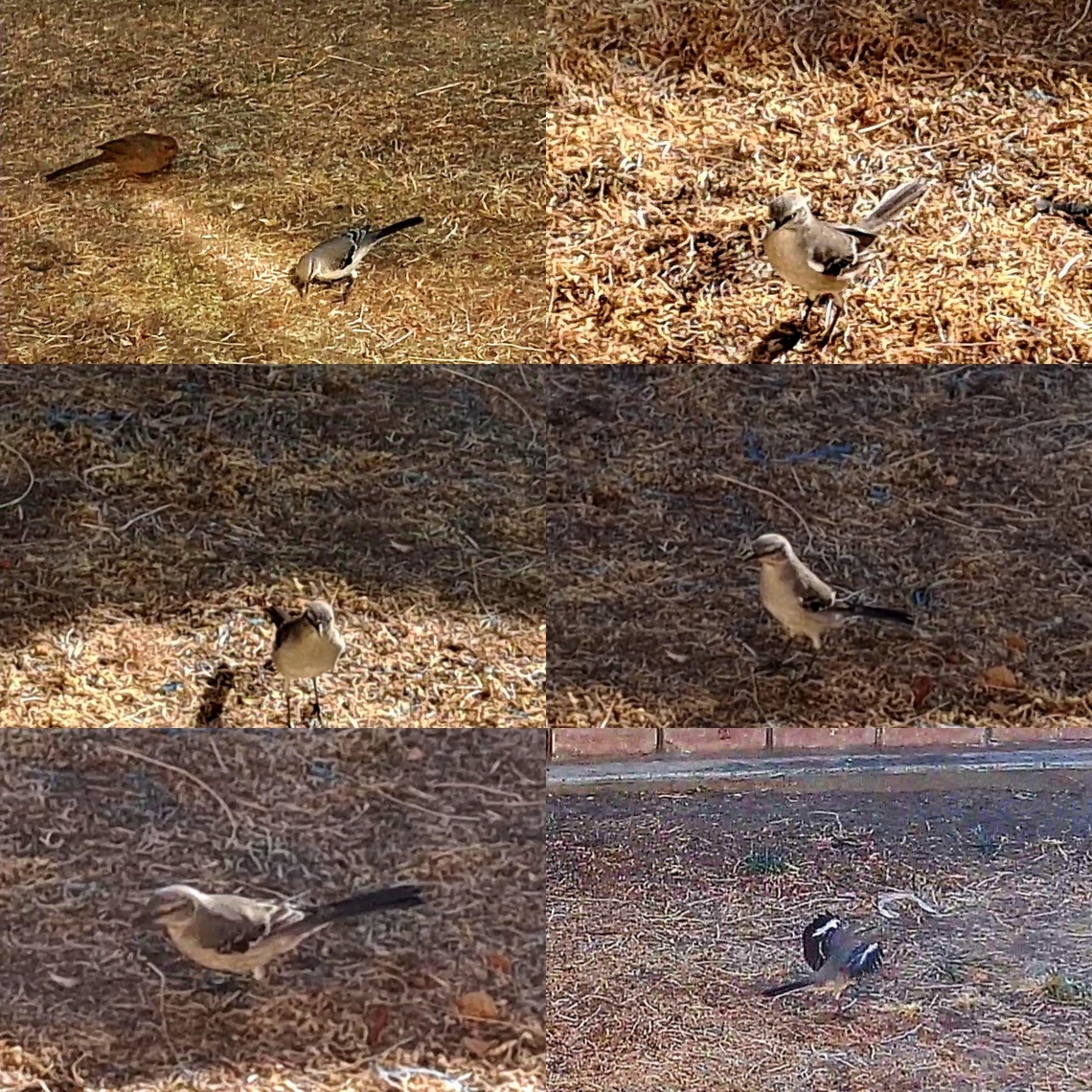 Northern mocking bird  California towhee,Geotagged,Mimus polyglottos,Northern Mockingbird,Northern mockingbird,Passerellidae,United States