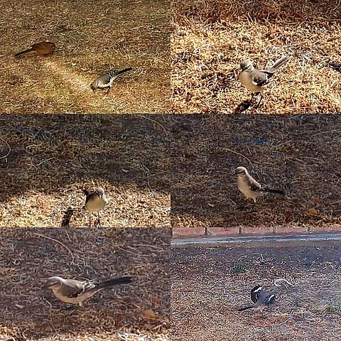 Northern mocking bird  California towhee,Geotagged,Mimus polyglottos,Northern Mockingbird,Northern mockingbird,Passerellidae,United States