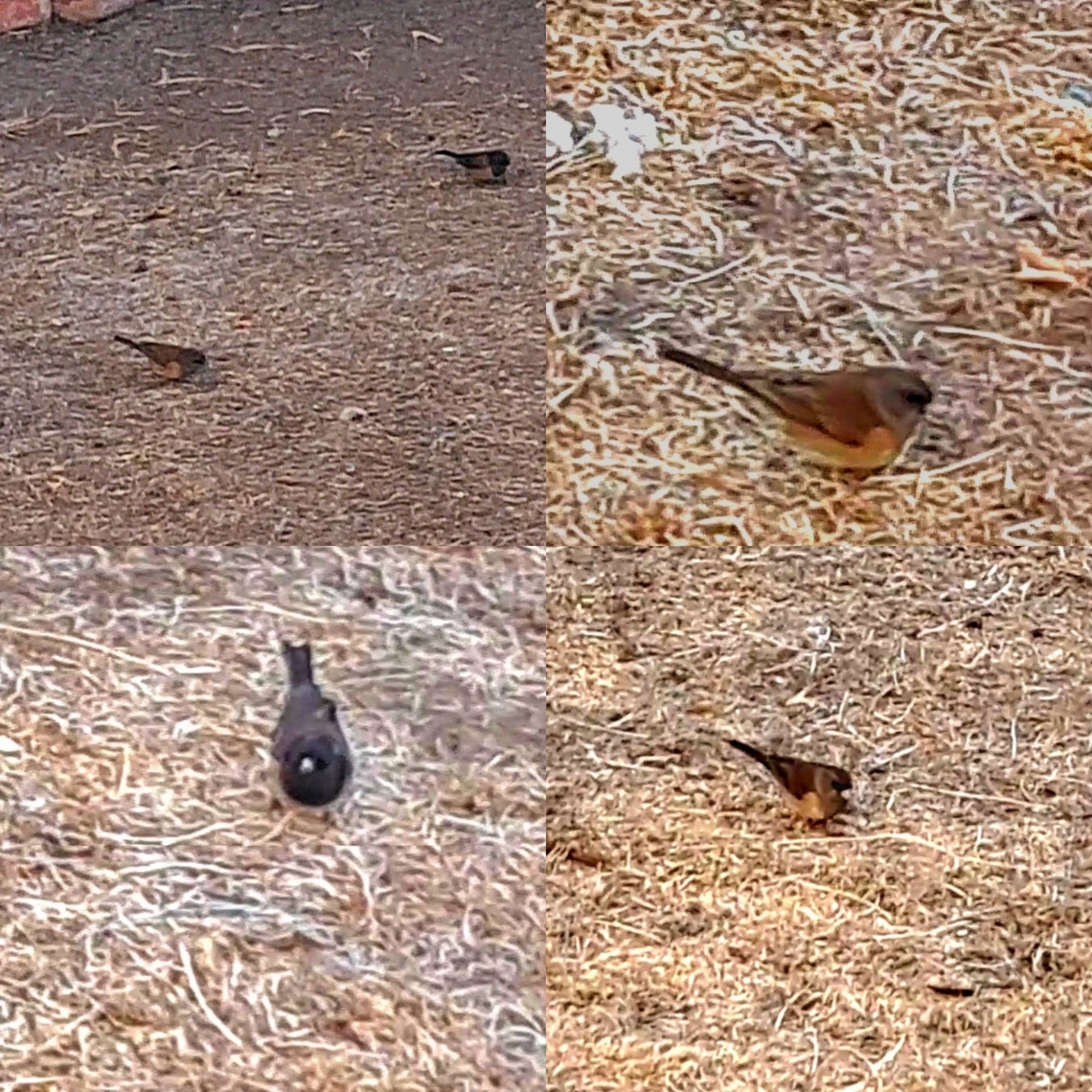 Junco mating pair  Dark-eyed junco,Geotagged,Junco,Junco hyemalis,Passerellidae,United States,female,male