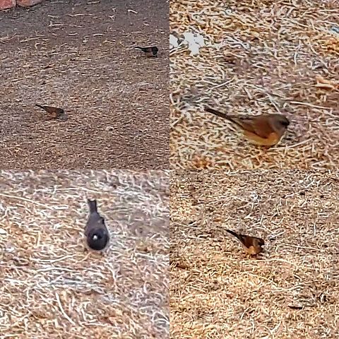 Junco mating pair  Dark-eyed junco,Geotagged,Junco,Junco hyemalis,Passerellidae,United States,female,male
