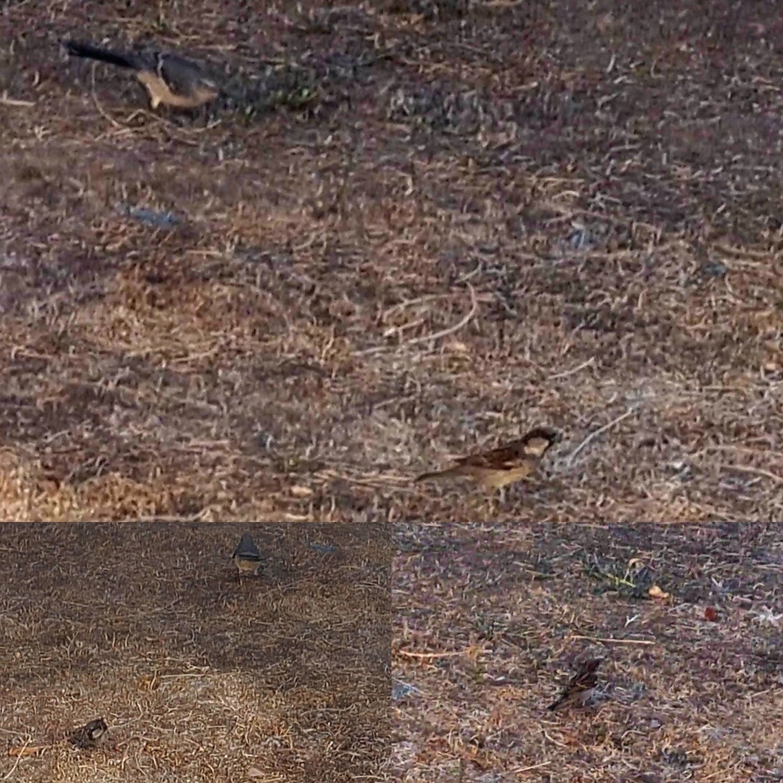 House sparrow  Geotagged,House sparrow,Northern Mockingbird,Passer domesticus,Passerellidae,United States