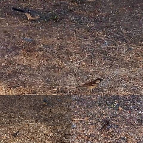 House sparrow  Geotagged,House sparrow,Northern Mockingbird,Passer domesticus,Passerellidae,United States