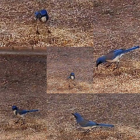 Aphelocoma californica All these birds showed up at once. Aphelocoma californica,California scrub jay,Geotagged,United States,corvidae