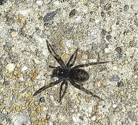Spider About 4mm may be a juvenile.  Took hard research  based on pictures.  A hacklemesh weaver? Amphinectidae,Fall,Geotagged,Metaltella simoni,South American Toothed Hacklemesh Weaver,Spider,United States,arachnids,hacklemesh weaver spider