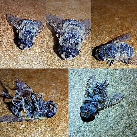 Eristalis tenax died at the store I found it while working.  Took a picture of it a few months ago. Common Drone Fly,Drone fly,Eristalis tenax,Geotagged,United States,hover fly