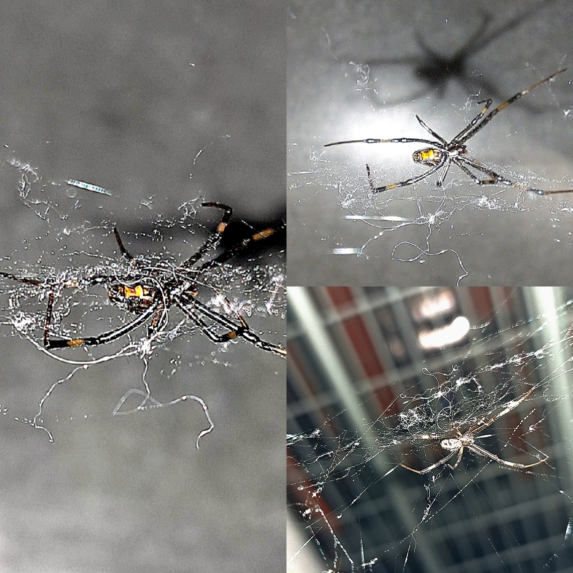 Immature Latrodectus hesperus met its end at work My coworker later on killed it with bug spray. Female,Latrodectus hesperus,spider,western black widow spider