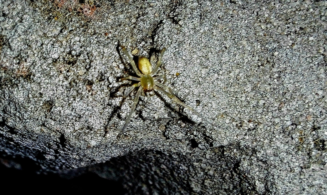 Cheiracanthium mildei Saw this small one on Halloween. I don't see black feet. It might be immature. Black-footed yellow sac spider,Cheiracanthium inclusum,Cheiracanthium mildei,Fall,Geotagged,United States,Yellow Sac spider,spider