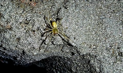 Cheiracanthium mildei Saw this small one on Halloween. I don't see black feet. It might be immature. Black-footed yellow sac spider,Cheiracanthium inclusum,Cheiracanthium mildei,Fall,Geotagged,United States,Yellow Sac spider,spider