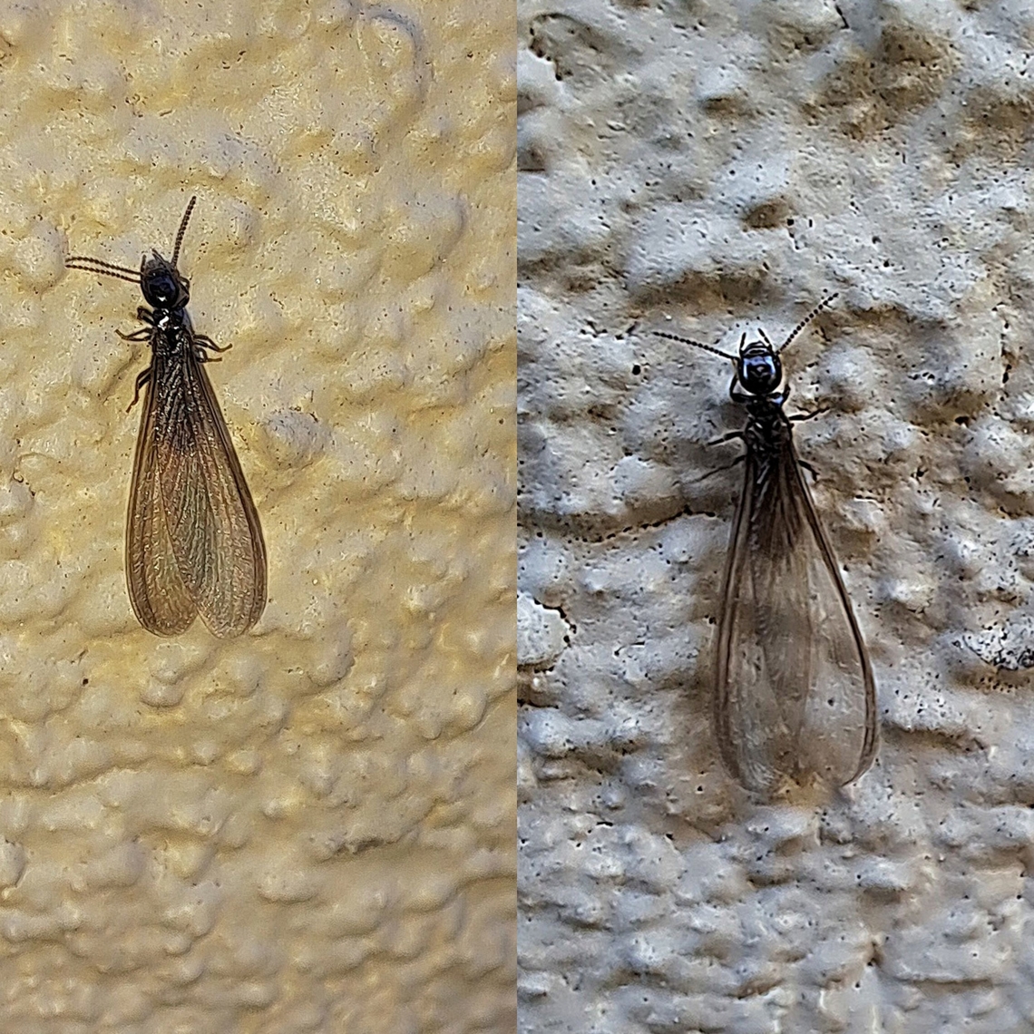 For years I thought they were queen ants Imagine how disturbed I was to find out this is a termite. It rained a few days ago and they were flying in the backyard.  They usually come out in spring or summer months but because of the drought, they were out yesterday.  Geotagged,Reticulitermes hesperus,United States,swarmer,termite,termite alate,the western subterranean termite