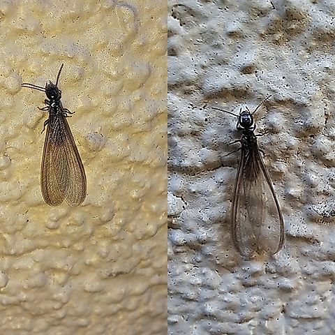 For years I thought they were queen ants Imagine how disturbed I was to find out this is a termite. It rained a few days ago and they were flying in the backyard.  They usually come out in spring or summer months but because of the drought, they were out yesterday.  Geotagged,Reticulitermes hesperus,United States,swarmer,termite,termite alate,the western subterranean termite