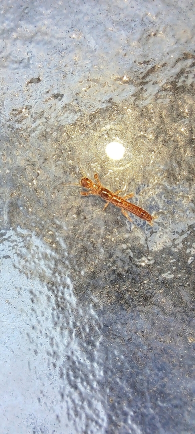 Embioptera female From what I read this is a female.  There were a few hiding under a wet spot. The male has wings. Females don&#039;t.  Black Webspinner,Embioptera,Fall,Female,Geotagged,Oligotoma nigra,United States,footspinner,webspinner