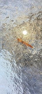 Embioptera female From what I read this is a female.  There were a few hiding under a wet spot. The male has wings. Females don't.  Black Webspinner,Embioptera,Fall,Female,Geotagged,Oligotoma nigra,United States,footspinner,webspinner