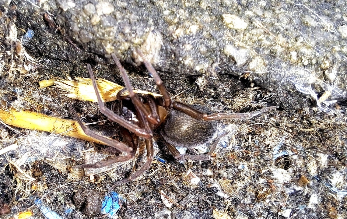 Metaltella simoni Found it in the cat's yurt. Amphinectidae,Fall,Female,Geotagged,House Spider,Metaltella simoni,South American Toothed Hacklemesh Weaver,Spider,United States,hacklemesh weaver