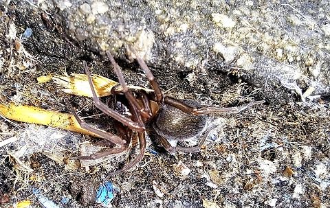 Metaltella simoni Found it in the cat's yurt. Amphinectidae,Fall,Female,Geotagged,House Spider,Metaltella simoni,South American Toothed Hacklemesh Weaver,Spider,United States,hacklemesh weaver