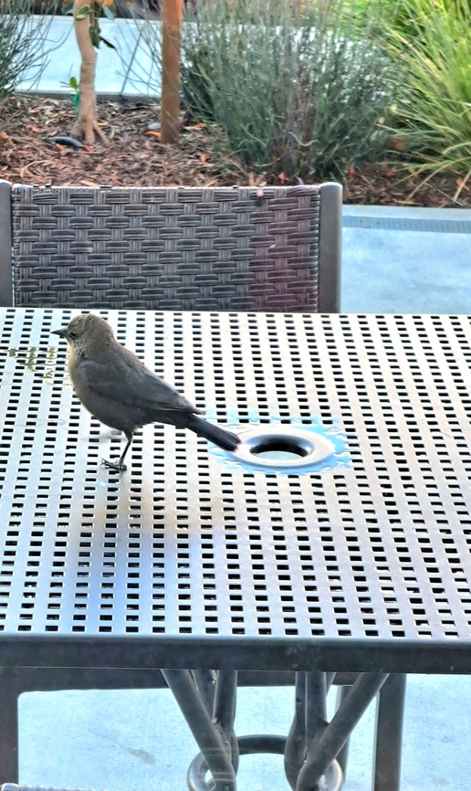 Female brewer's blackbird They hang around the red winged blackbird.  Brewers blackbird,Euphagus cyanocephalus,Fall,Geotagged,United States,female