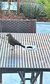 Female brewer's blackbird They hang around the red winged blackbird.  Brewers blackbird,Euphagus cyanocephalus,Fall,Geotagged,United States,female