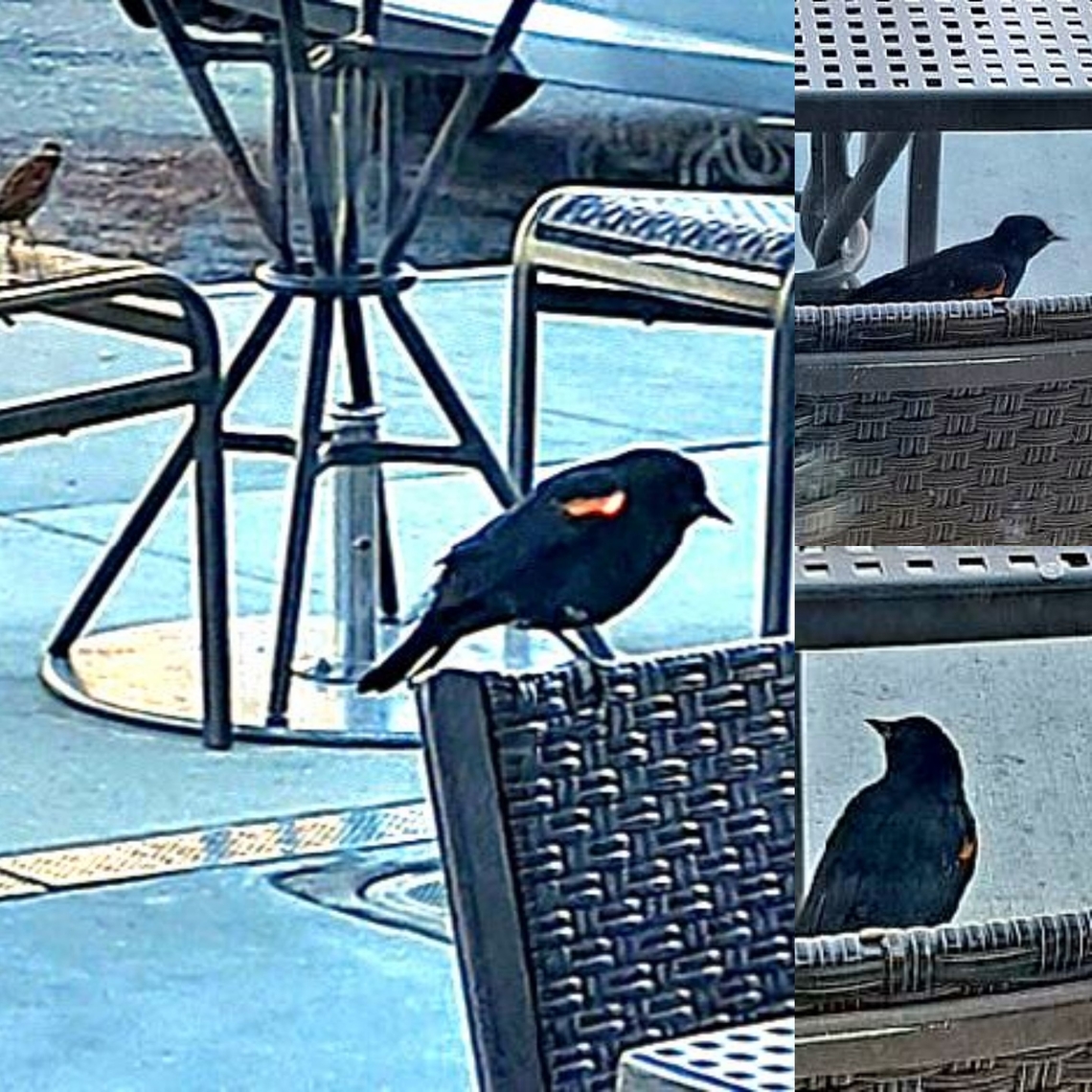 Agelaius phoeniceus parking lot birds There's a female house sparrow in the background.  Agelaius phoeniceus,Geotagged,Male,Red-winged blackbird,United States,red-winged blackbird