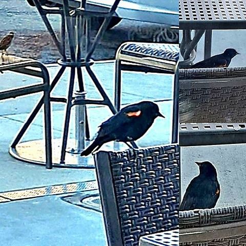 Agelaius phoeniceus parking lot birds There's a female house sparrow in the background.  Agelaius phoeniceus,Geotagged,Male,Red-winged blackbird,United States,red-winged blackbird