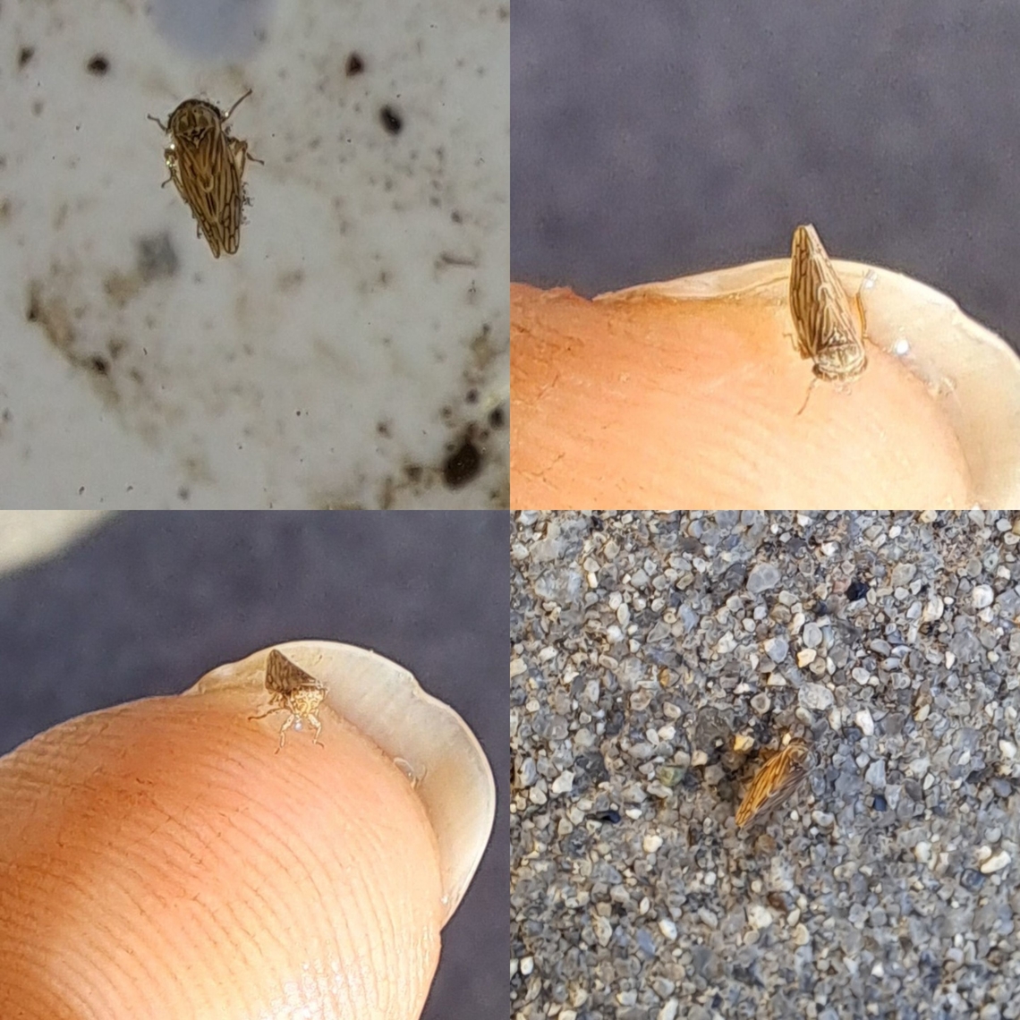 Saved a leafhopper from drowning Very tiny thing. Ceratagallia sanguinolenta,Cicadellidae,Clover Leafhopper,Deltocephalus,Geotagged,Leafhopper,United States