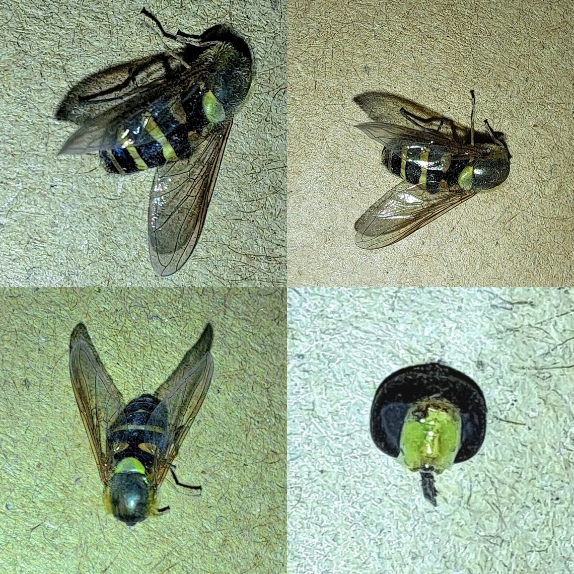 Syrphid Fly – Metasyrphus americanus (head sold separately) Things I find at work in a box. I didn&#039;t know it was headless at first. By the eyes, it&#039;s probably male.  American hoverfly,Drone fly,Eupeodes americanus,Geotagged,Male,Metasyrphus americanus,Syrphid Fly,United States,hoverfly