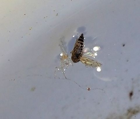 The leafhopper that didn't make it There were two in the cat's water bowl. What it looks like under the wings Cicadellidae,Deltocephalus,Fall,Geotagged,United States,brown leafhopper,leafhopper,striped