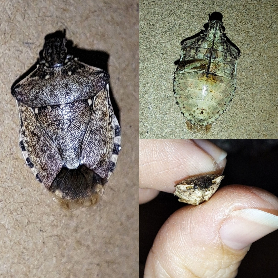 Brown marmorated stink bug Thank goodness when I found this at work, it was already dead. I didn't know what it was until now. Another invasive species. Brown marmorated stink bug,Geotagged,Halyomorpha halys,Pentatomidae,United States,bug,invasive species,stink bug