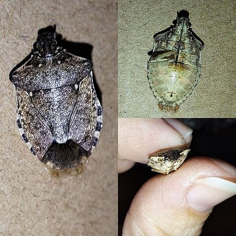 Brown marmorated stink bug Thank goodness when I found this at work, it was already dead. I didn't know what it was until now. Another invasive species. Brown marmorated stink bug,Geotagged,Halyomorpha halys,Pentatomidae,United States,bug,invasive species,stink bug