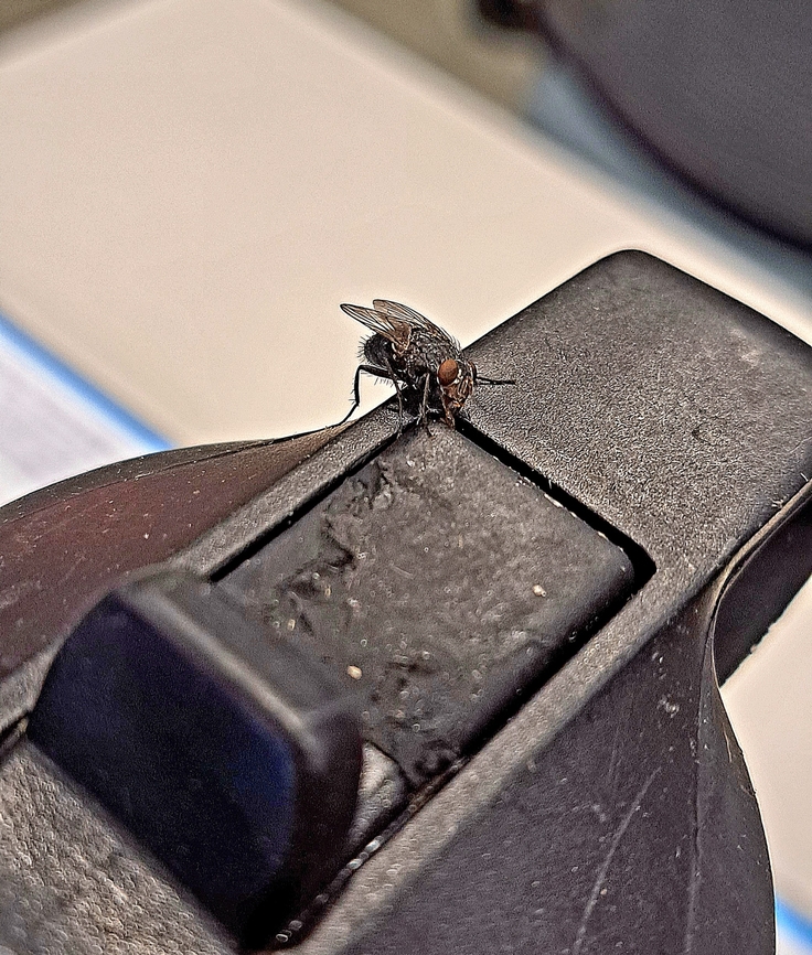House fly head cocked to side &quot;What you looking at?,&quot; look. Fall,Fly,Geotagged,Housefly,Musca domestica,United States,female