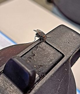 House fly head cocked to side "What you looking at?," look. Fall,Fly,Geotagged,Housefly,Musca domestica,United States,female