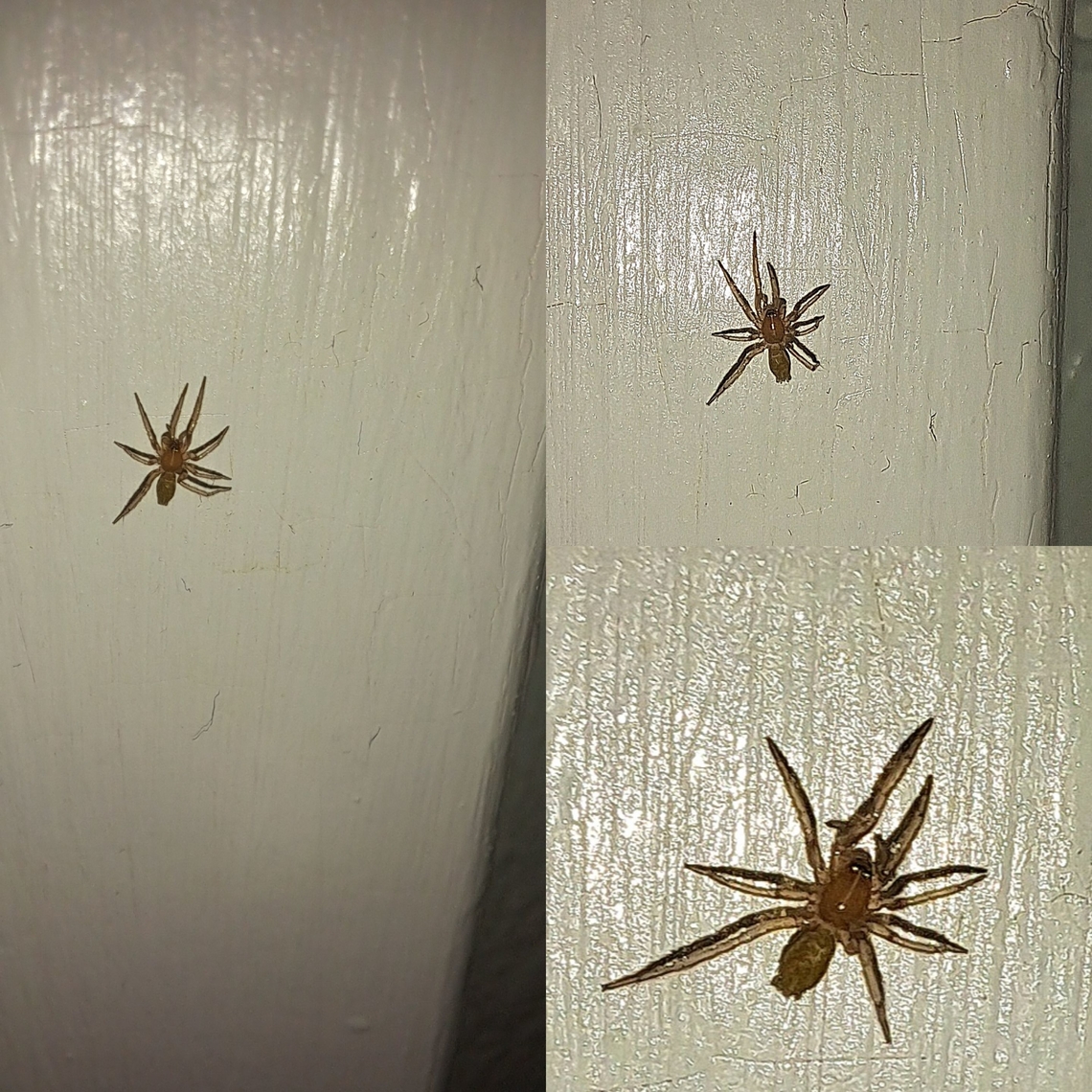 Anyphaenidae I mistake it for a wall spider because it was so small. It might have been a spiderling. I guess they call it a ghost spider not because of color but because they are nocturnal and hardly seen. Anyphaenidae,Cicurina,Garden Ghost Spider,Geotagged,Hibana gracilis,United States,ghost spider,spider,spiderling