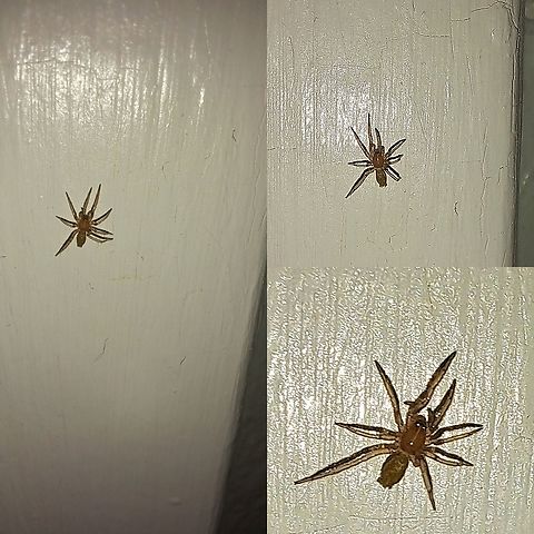 Anyphaenidae I mistake it for a wall spider because it was so small. It might have been a spiderling. I guess they call it a ghost spider not because of color but because they are nocturnal and hardly seen. Anyphaenidae,Cicurina,Garden Ghost Spider,Geotagged,Hibana gracilis,United States,ghost spider,spider,spiderling