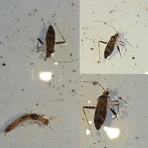 Phytocoris, plant bug with friend Embioptera Amazing what you find in a cat's water dish. Embioptera,Geotagged,Heteroptera,Miridae,Phytocoris,United States,female,footspinner,plant bug,true bugs,webspinner