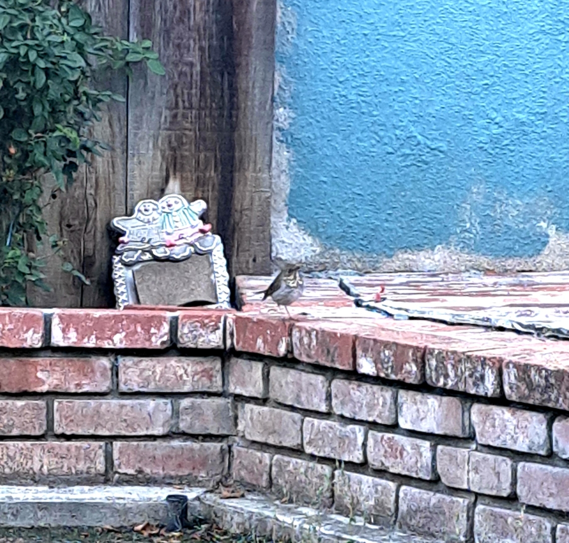 Hermit thrush Excited the cat.  Catharus guttatus,Fall,Geotagged,Hermit Thrush,Hermit thrush,United States