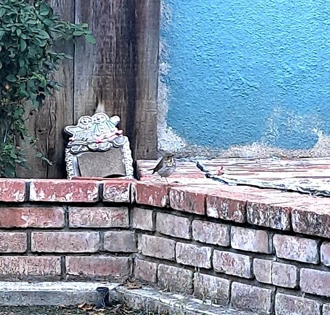 Hermit thrush Excited the cat.  Catharus guttatus,Fall,Geotagged,Hermit Thrush,Hermit thrush,United States