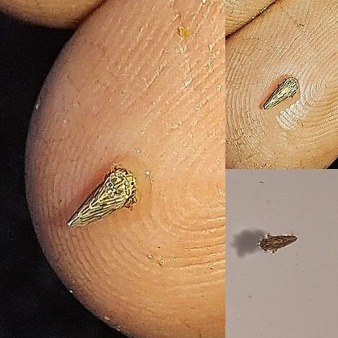 Leafhopper This time it's a yellow one drowning it the cat dish I saved. Hard to figure out which species. Ceratagallia sanguinolenta,Clover Leafhopper,Deltocephalus,Fall,Geotagged,Leafhopper,United States,true bugs