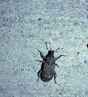Weevil  Fall,Geotagged,Listroderes,Listronotus,United States,weevil