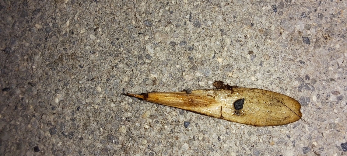 Fraxinus profunda I thought it was a bug at first. Fall,Fraxinus profunda,Geotagged,United States,pumpkin ash,seed