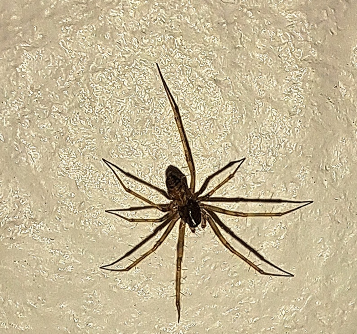 Tegenaria domestica About 1 cm. It may still be immature.  Fall,Geotagged,Tegenaria domestica,United States,barn funnel weaver,spider,tegenaria domestica