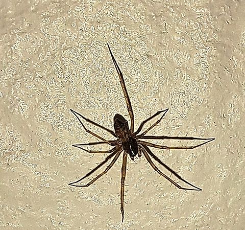 Tegenaria domestica About 1 cm. It may still be immature.  Fall,Geotagged,Tegenaria domestica,United States,barn funnel weaver,spider,tegenaria domestica