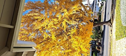 Ginkgo tree I'm glad it's the male version.  Female fruit when rotten smells bad. Fall,Geotagged,Ginkgo biloba,Ginkgoaceae,Ginkgoales,Ginkgoopsida,Ginkgophyta,Male,United States,ginkgo,maidenhair tree